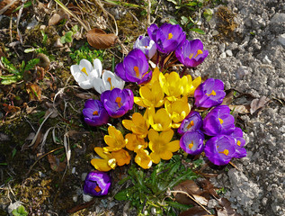 Krokus, crocus