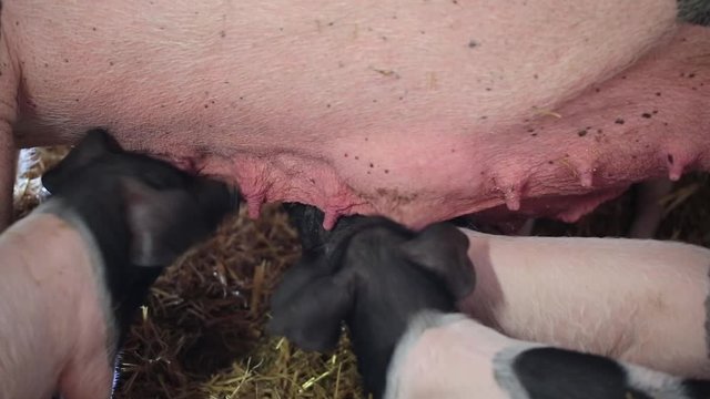 Ferkel trinken Milch an den Zitzen der Muttersau