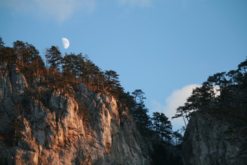 tree mountain nature rock forest
