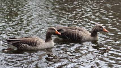 Obraz premium Two ducks swimming on a lake