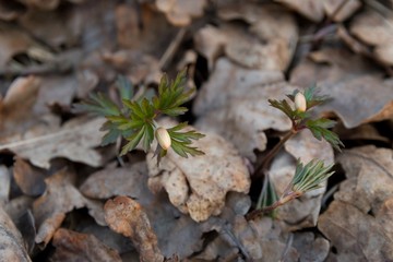 Anemones, the first spring flowers. Bloom in the forest in early spring. Background with brown fallen leaves