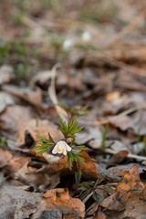 Anemones, the first spring flowers. Bloom in the forest in early spring. Background with brown fallen leaves