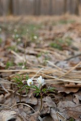 Anemones, the first spring flowers. Bloom in the forest in early spring. Background with brown fallen leaves