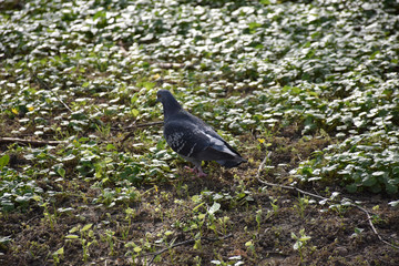 The gray pigeon stands and stares at the grass