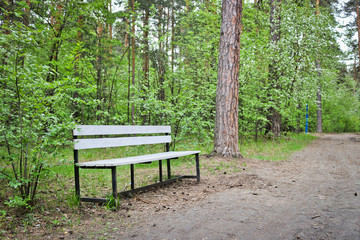 Wooden bench by the forest trail in the park. The concept of forest walks and loneliness