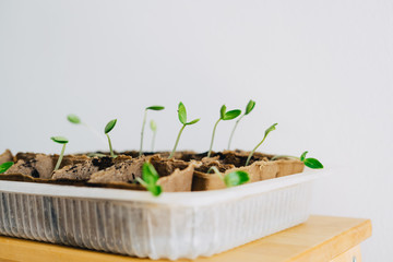 Seedlings of cucumber seeds. The shoots of cucumbers.