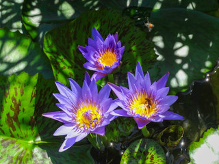 purple water lily