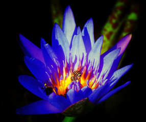 purple water lily