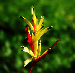 orange lily flower
