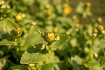 viele gelbe Knospen in der Frühlingssonne