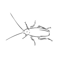cockroach insect pest, realistic vector sketch illustration