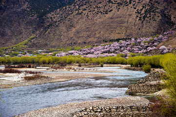 the river in the mountain with pink flower, Tibet China 