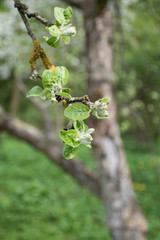 Springtime. Sprigs of apple trees with blossoms on green background