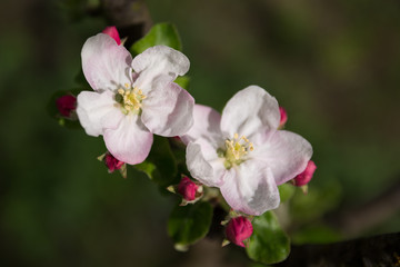 Springtime. Sprigs of apple trees with blossoms on green background