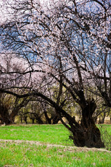 Obraz premium discover beautiful flower in Tibet, China 