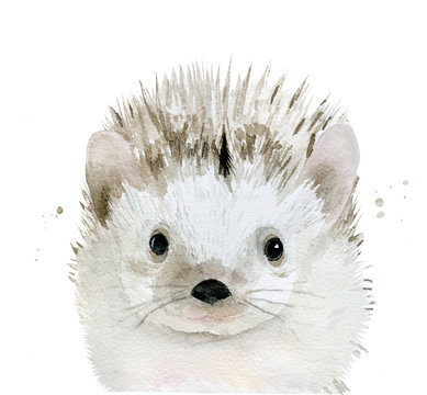 Hedgehog. Cute forest animal portrait. Watercolour illustration isolated on white background.