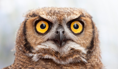 close up portrait of an Owl with huge eyes an a sharp beak