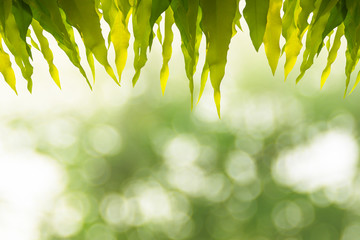 Closeup of green fresh leaves pattern on blurred bokeh nature background. Beautiful green leaves of Ashoka tree or Polyalthia longifolia on bokeh nature background and It have space for text.