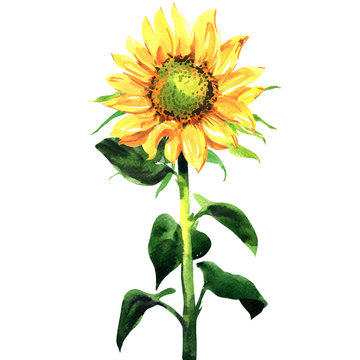 Sunflower, Helianthus annuus, seeds, plant, yellow flower head with leaves, close-up, isolated, hand drawn watercolor illustration on white background