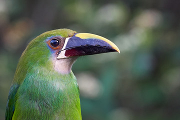 Portrait of an emerald toucanet