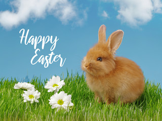 Little rabbit and easter eggs in green grass with blue sky. Easter holiday concept.