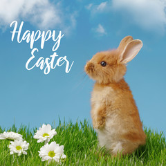 Little rabbit and easter eggs in green grass with blue sky. Easter holiday concept.