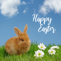 Little rabbit and easter eggs in green grass with blue sky. Easter holiday concept.