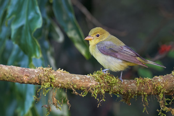 Tiny tanager perched on a branch with moss