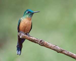 Small female hummingbird perched on a branch