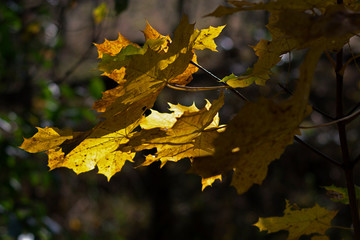 Zweig mit gelb gefärbten Ahornblättern im Herbst die vom Sonnenlicht durchflutet sind. Ein Spiel von Licht und Schatte