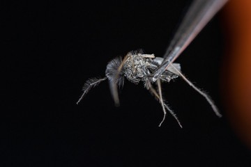 a macro shot of a mosquito which is held by tweezers