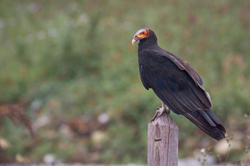 Vulture resting on a stake quietly