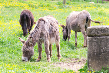 A tranquil group of donkeys enjoying free the nice weather and the green grass in the italian country side in Umbria