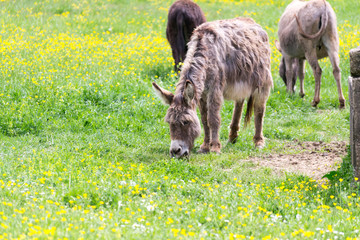 A tranquil group of donkeys enjoying free the nice weather and the green grass in the italian country side in Umbria