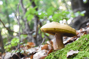 Penny Bun, Boletus edulis, mushroom in forest. Autumn Cep Mushrooms.Gourmet food