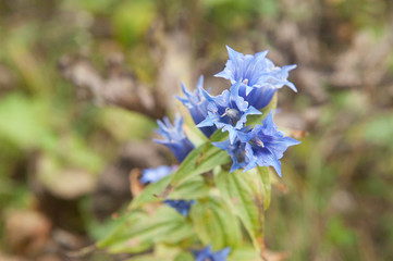 Genziana