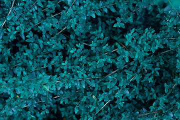 Image pattern wallpaper grass blue.