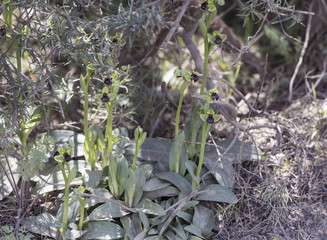 Ophrys bombyliflora Bumble Bee Orchid small wild plant with a flower that looks like a small bumble bee on defocused grayish green background