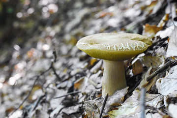Penny Bun, Boletus edulis, mushroom in forest. Autumn Cep Mushrooms.Gourmet food