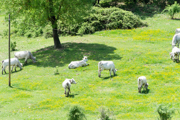 A herd of white cows stays calm on a nice wide meadowland,  avery relaxing view in Umbria, Italy