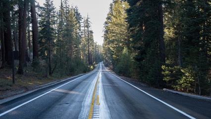 Fototapeta premium Road crossing the forest, Yosemite national park