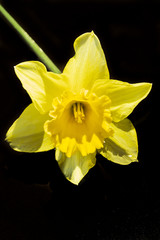 daffodil on black background