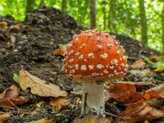Fly Agaric Fungi  on Forest floor