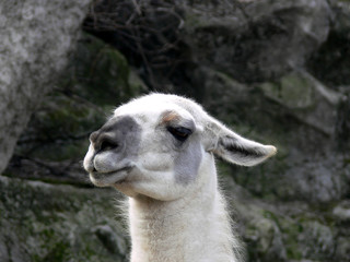 White llama portrait © Zoltan