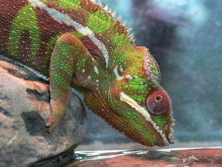 Colorful chameleon drinking water © Zoltan