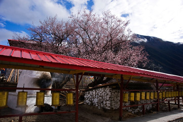 Tibetan buddhist temple roof with peach bloosm in Tibet, China 