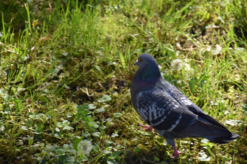 A colorful tame pigeon walks in the field of flowers and grass
