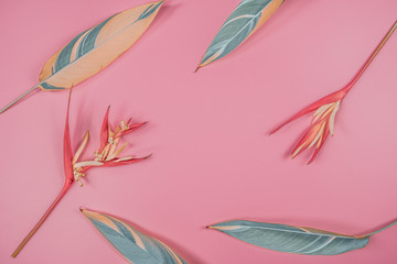 Fototapeta na wymiar tropical flowers and summer concept from colorful flat lay and web banner design from heliconia with beauty leaf on pink vintage background