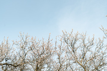 Fototapeta premium many beautiful, delicate, white flowers of a blooming apricot on a branch, in early spring against a blue sky on a Sunny day