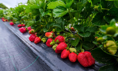 Rows of fresh strawberries that are grown in greenhouses